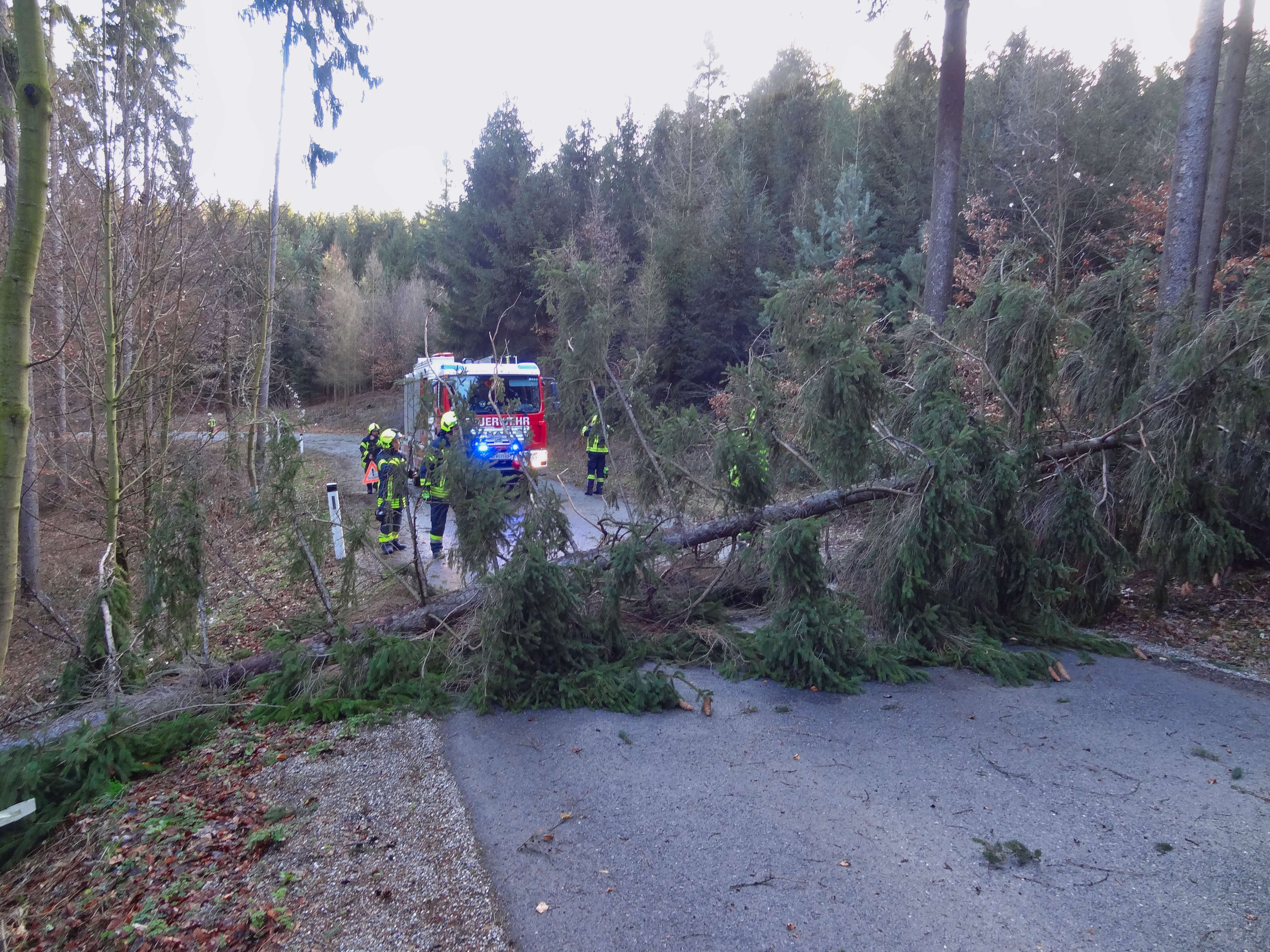 Abgebrochene Bäume blockieren Landesstraße