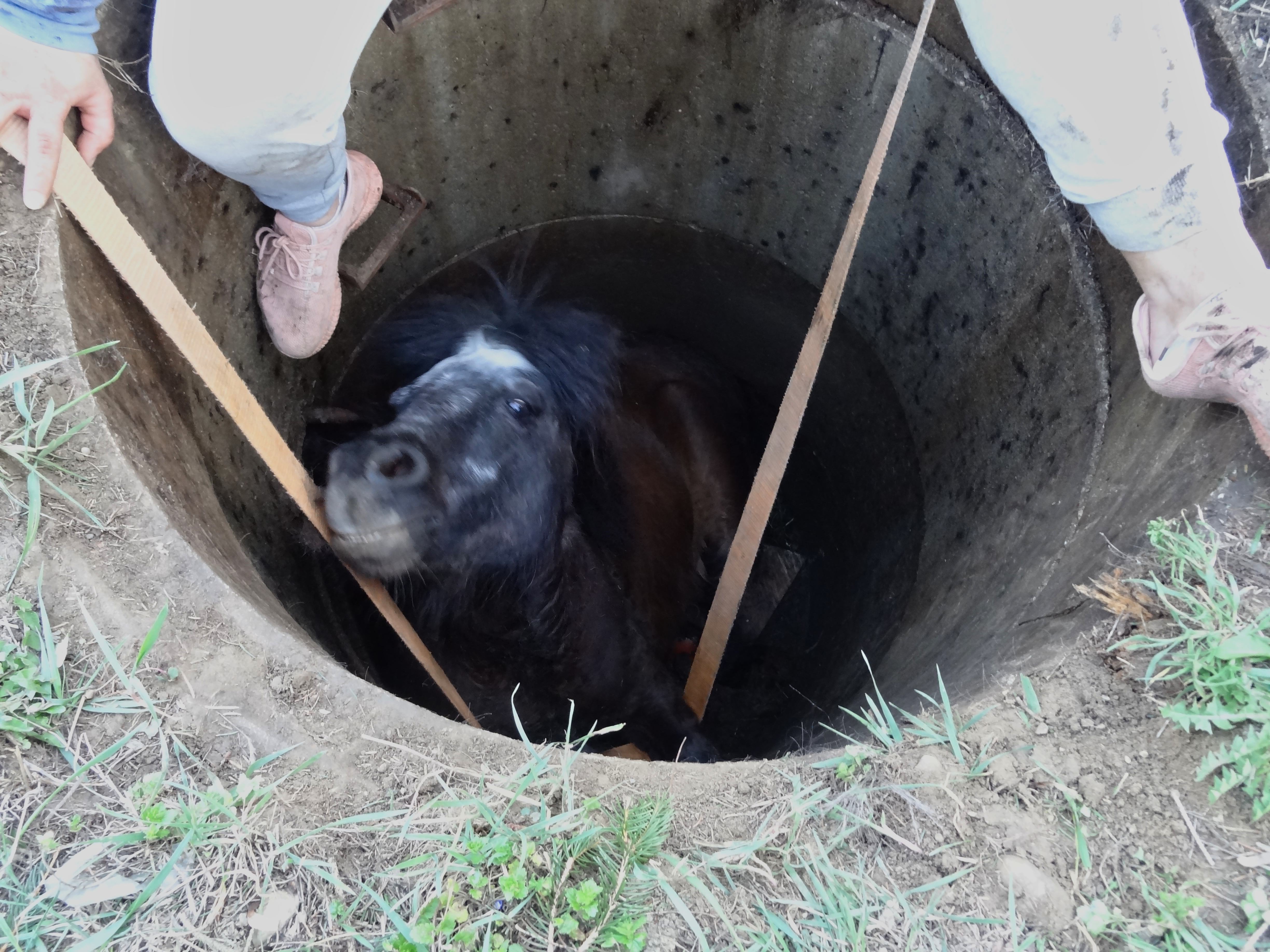 Tierrettung – Pony in Betonschacht